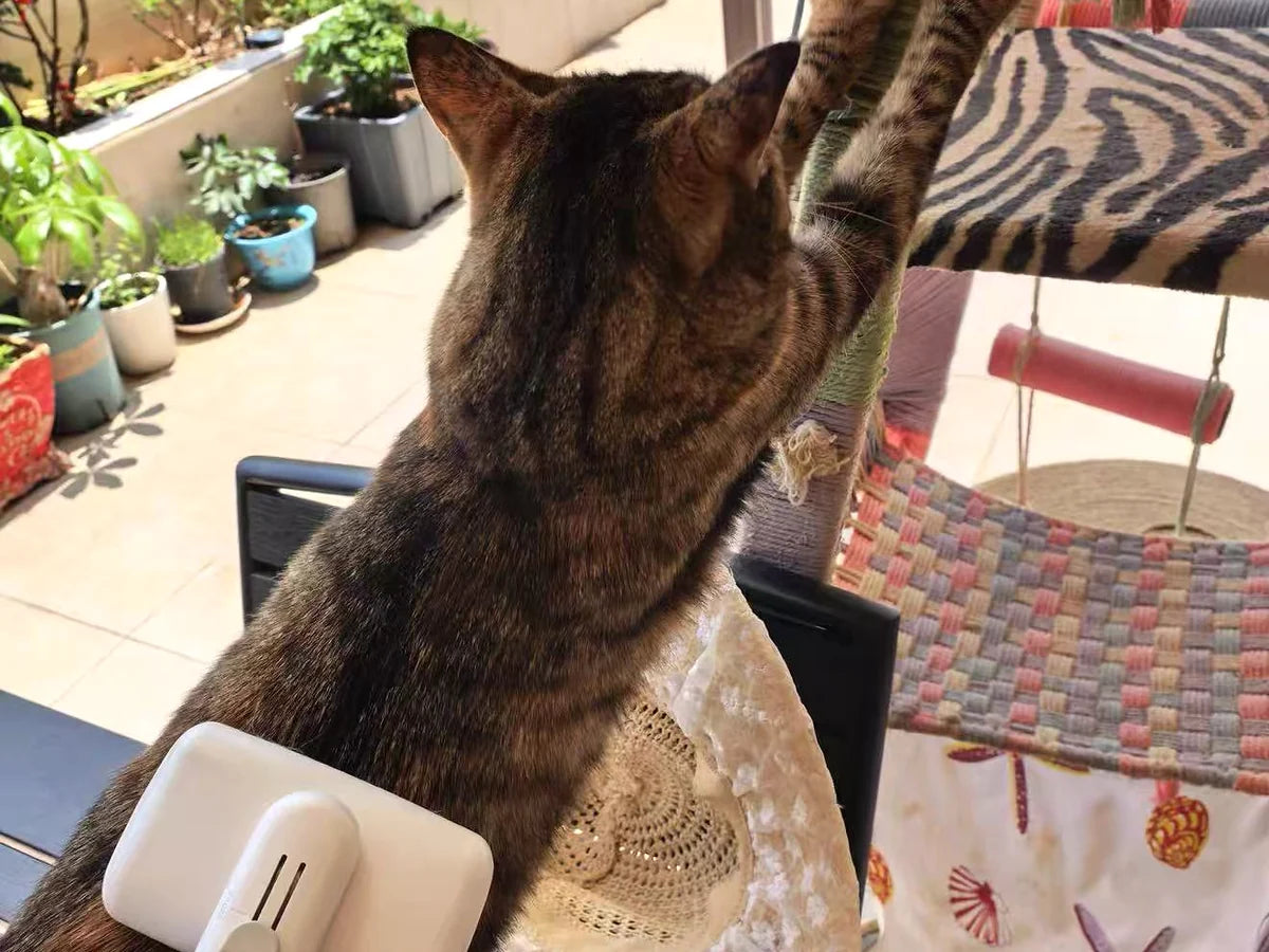 Tabby cat being brushed beside a balcony cat tree
