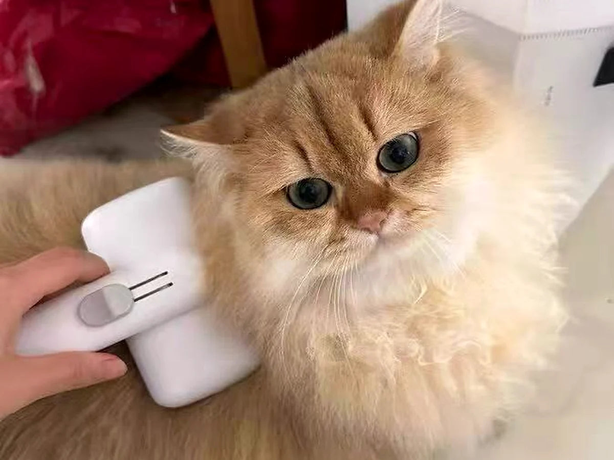 Calm golden British Shorthair being groomed